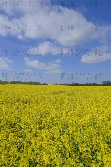 Rape field in bloom near Ratzeburg