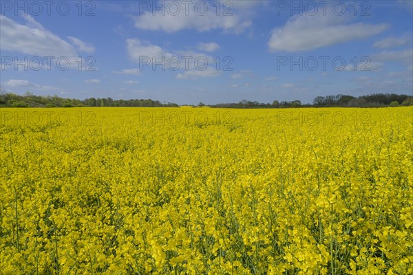 Rape field in bloom near Ratzeburg