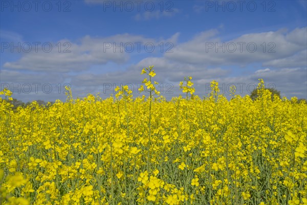 Rape field in bloom near Ratzeburg