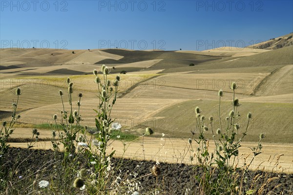 Landscape around Irsina