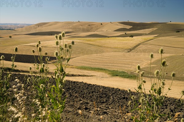 Landscape around Irsina