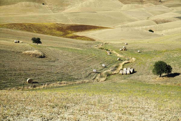 Landscape around Irsina