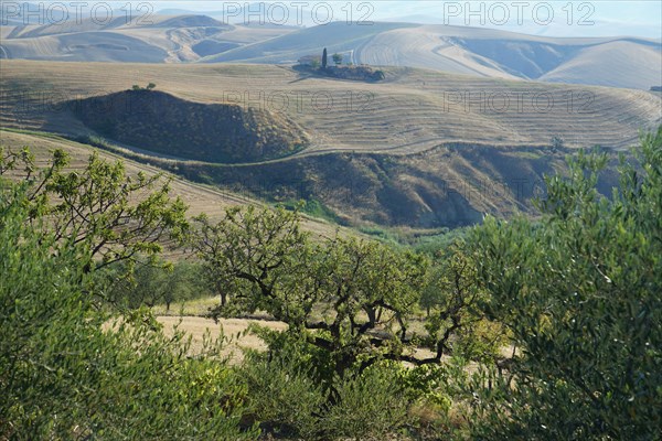 Landscape around Irsina