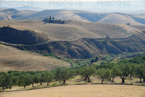 Landscape around Irsina