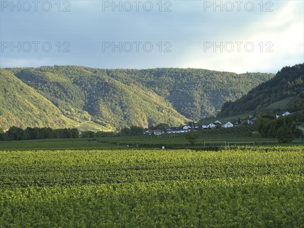Vineyard on the Moselsteig near Schleich on the Roman Wine Route in the Trier-Saarburg district