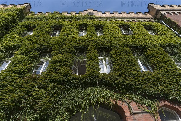 Facade of the district court overgrown with wild virginia creeper