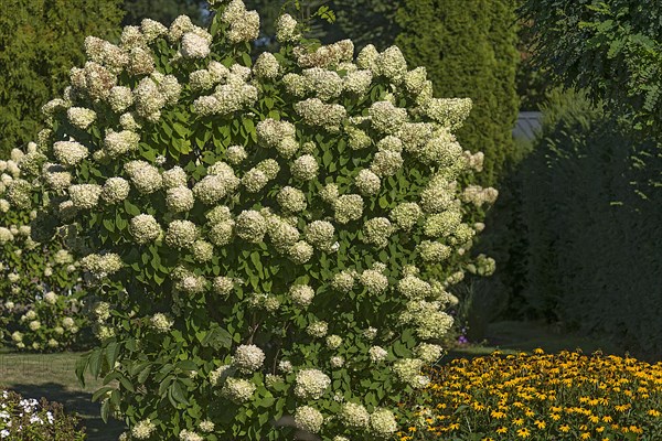Flowering hortensias