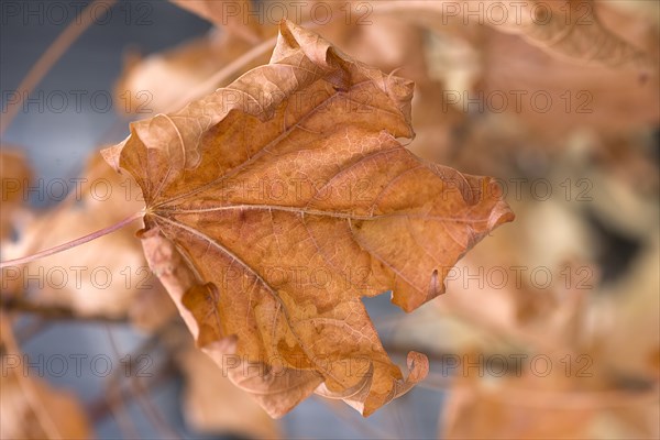 Withered leaf of Norway maple