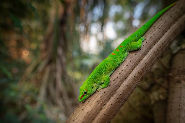 Madagascar giant day gecko