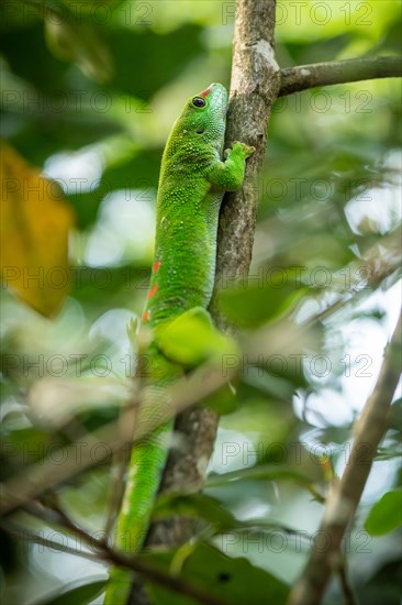 Madagascar giant day gecko