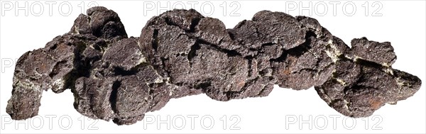 Coprolite