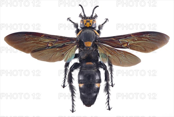 Giant Scoliid Wasp