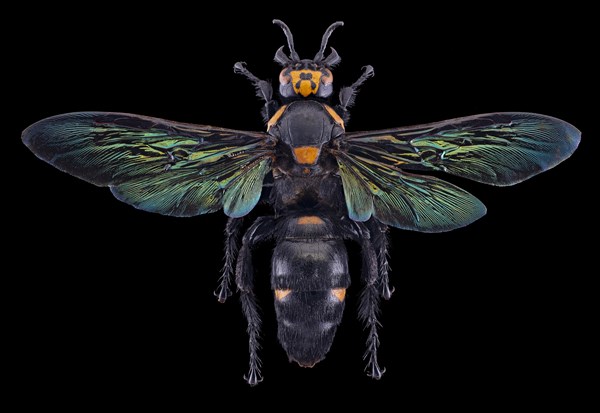 Giant Scoliid Wasp