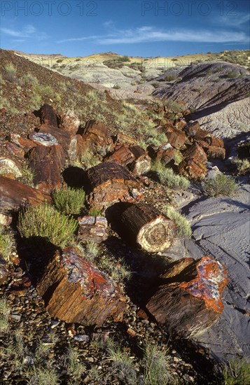 Petrified Forest