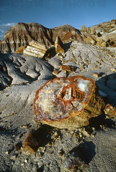 Petrified Forest