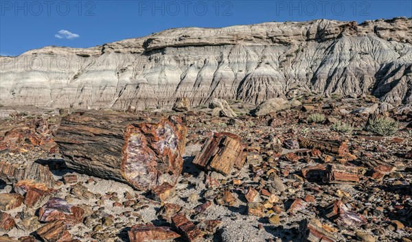 Petrified Forest National Park