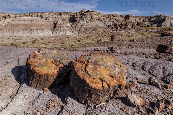 Petrified Forest National Park