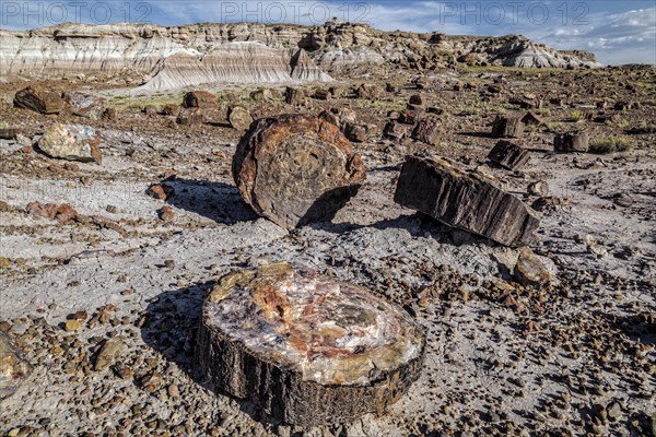 Petrified Forest National Park