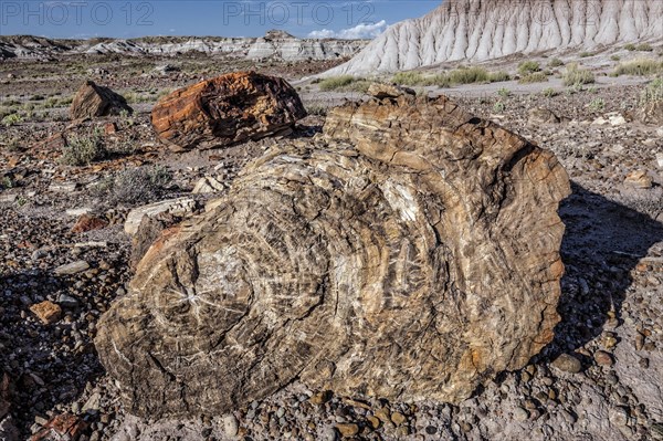 Petrified Forest National Park