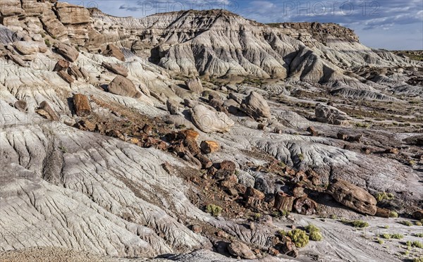 Petrified Forest National Park