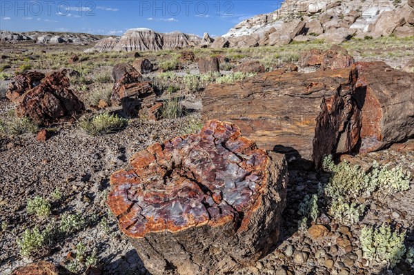 Petrified Forest National Park