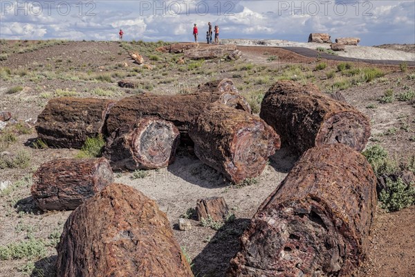 Petrified Forest National Park