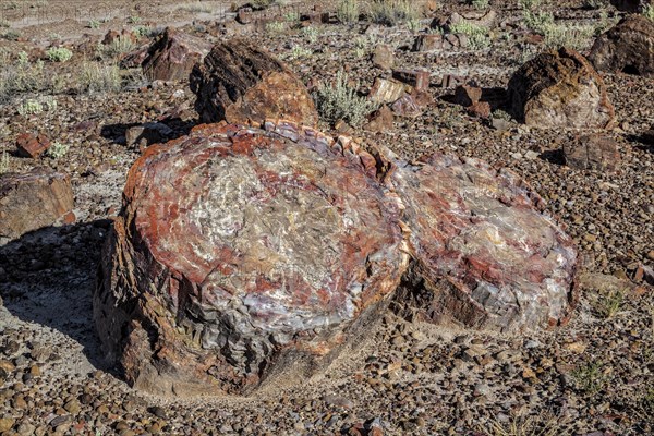 Petrified Forest National Park