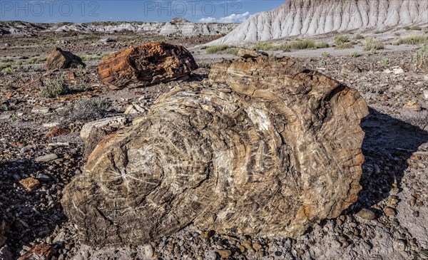 Petrified Forest National Park