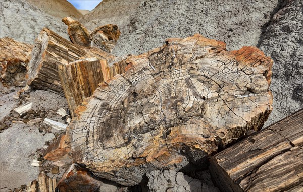 Petrified Forest National Park