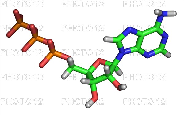 Molecule of Adenosine Triphosphate