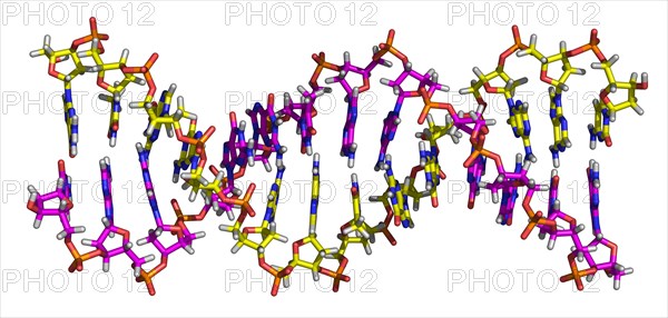 Deoxyribonucleic acid