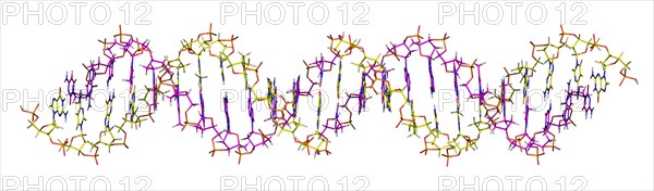 Deoxyribonucleic acid