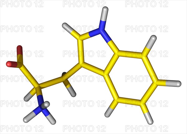 Tryptophan is highly important as it is the metabolic precursor to serotonin