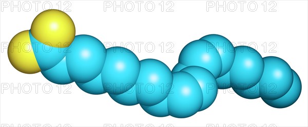 Conjugated Linoleic Acid Molecule