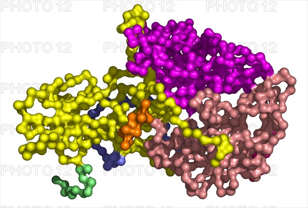 Human Poliovirus Molecule