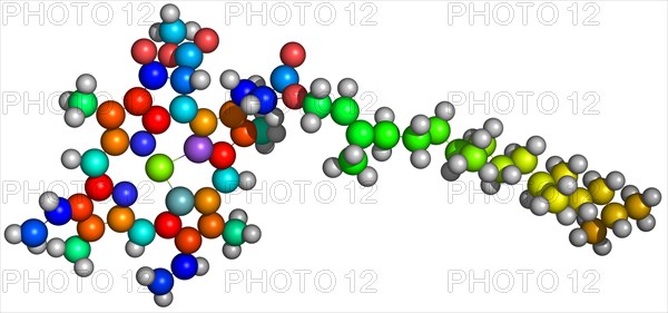 Molecule of Chlorophyll