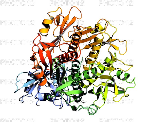 OXY-MYOGLOBIN Molecule