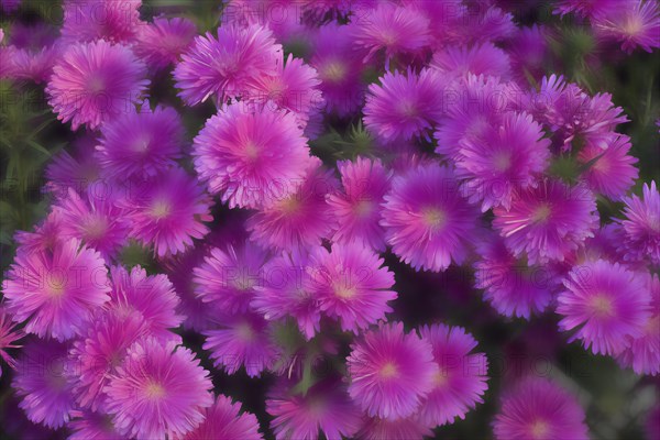 Cultivated Asters