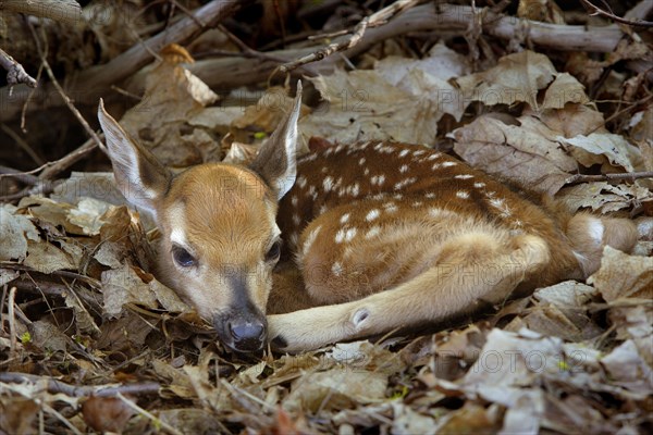 White-Tail Fawn