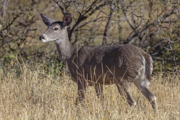 Coues' White-tailed deer