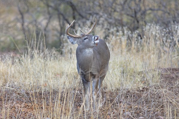 Coues' White-tailed deer