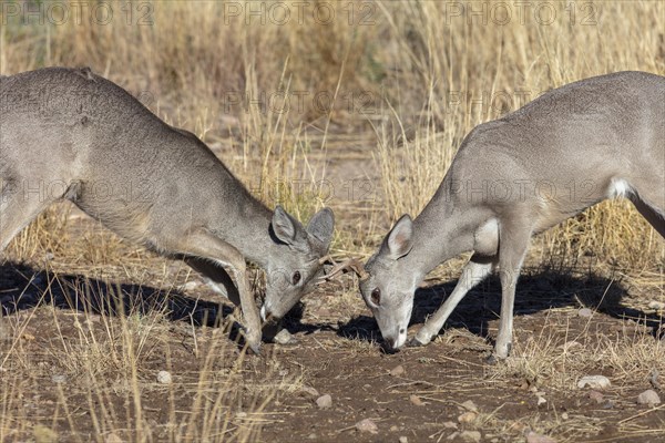 Coues' White-tailed deer