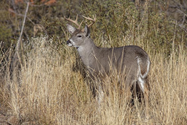 Coues' White-tailed deer