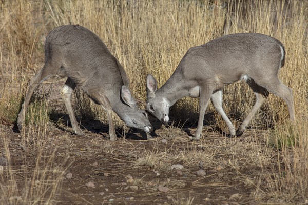 Coues' White-tailed deer