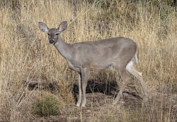 Coues' White-tailed deer