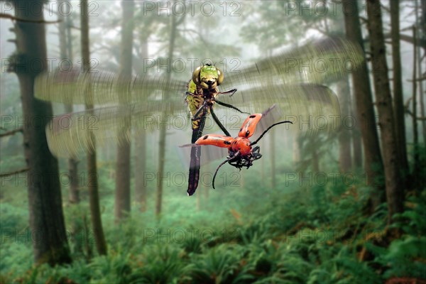 Green Dragon Chasing a Milkweed Beetle