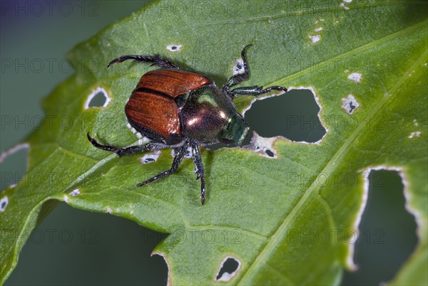 Japanese Beetle