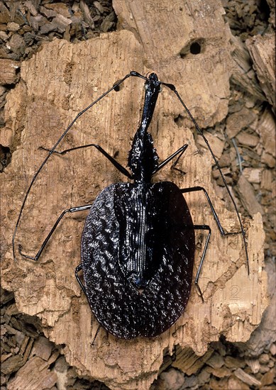 Ghost Walker Beetle