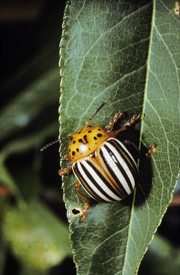 Colorado Potato Beetle