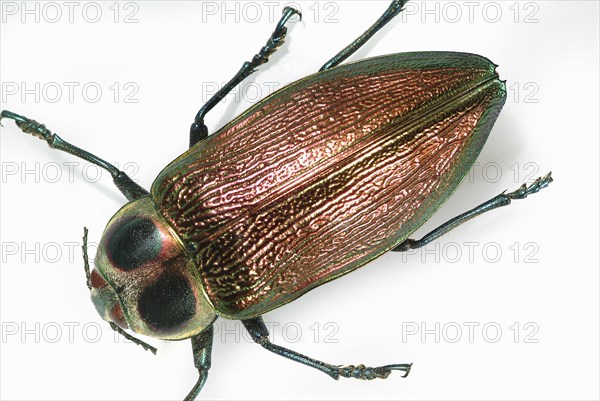 Large Beetle Showing Irridescent Carapace